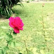 にんじんの画像