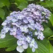 ★purple★