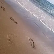 ブドウの木の画像