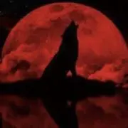 swallow次回発送6/23の画像