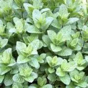 Mintの画像