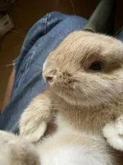 きなこ＊不要品出品中＊の画像