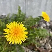 kikumaru129の画像