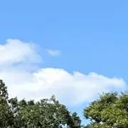 りんご