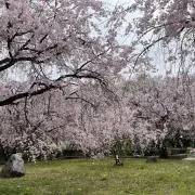 アイスの画像