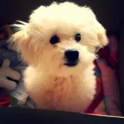 ホワイトP