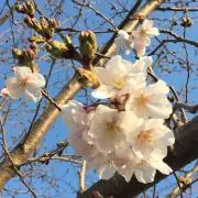 林檎☆引っ越し準備セールの画像