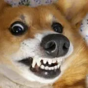 CHAKO