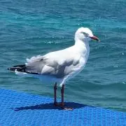 梅の画像
