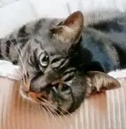 虎徹【お値引交渉歓迎中】の画像