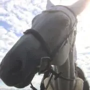 くまの画像