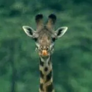 kirinの画像