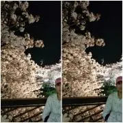 Sakura