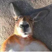 ガッチェスの画像