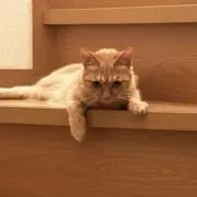 ラムネの画像