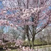 ぽこの画像