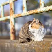 ユレ
