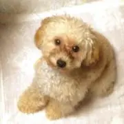 ひいろ