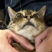 腐りかけたバナナの画像