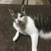 一休の画像