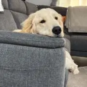 ねむいの画像