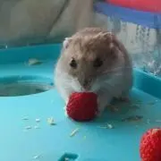 みぽりんの画像