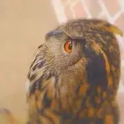初(プロフ読んでください)の画像