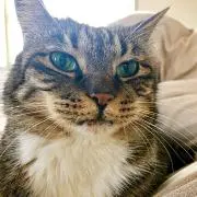 ねこマダムの画像