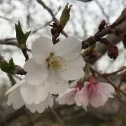 たらこの画像