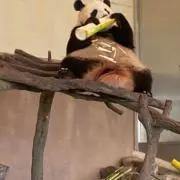 Okanjoroの画像