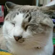 すうこの画像