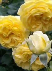 happyの画像