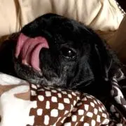 ppgrjunkoの画像