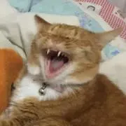 Anyaの画像