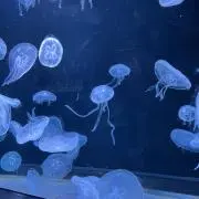 とみこの画像