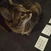 おばけの画像