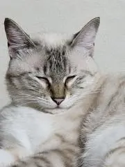 さくん