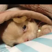 ティナ