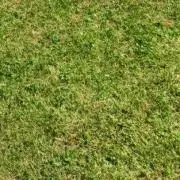 りりららの画像
