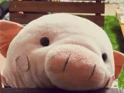 ぴっぐぽん