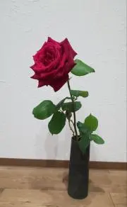 のんのこの画像