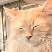 ゆぴー