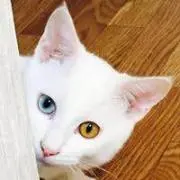 ラファエルの画像