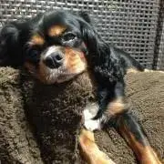 りぴの画像