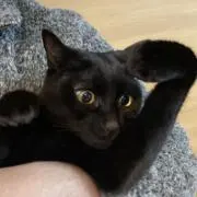 Ringoの画像