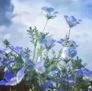 Pomuの画像
