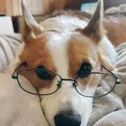 きなこ【まとめ買い可】の画像