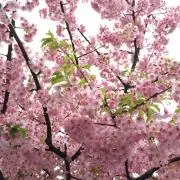 ぴかぴかの画像