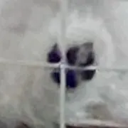 らりるれろの画像