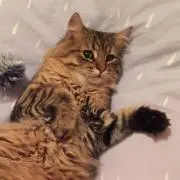 kimiの画像